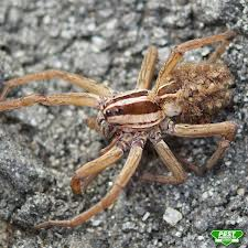 Pest Products Online Logo