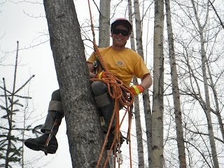 All Season Tree Care Logo