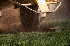 Got Stumps Tree Service Logo