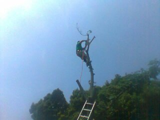 Douglas Tree & Property Service Image