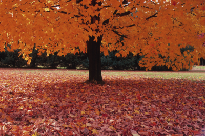 B&amp;R Tree Care LLC Logo