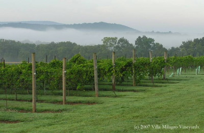 Villa Milagro Vineyards Image