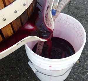 Signature Wines Logo