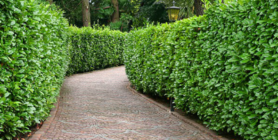 Top Gunn Landscape Image