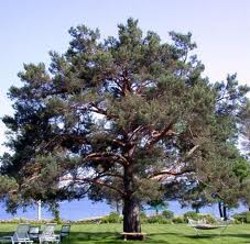 Lumberjack Tree Service Logo