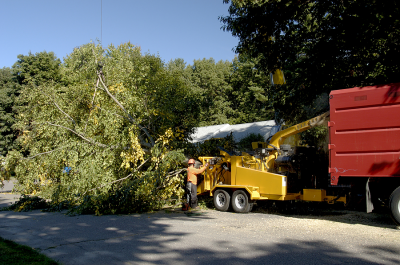 Queens Tree Service Logo