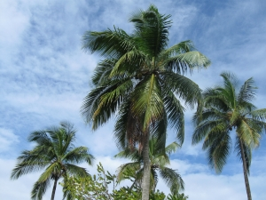 Premiere Tree Services of Phoenix Logo