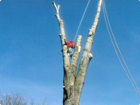 J & J Tree Services Image