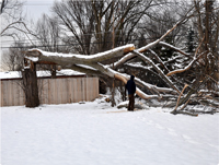 J & J Tree Services Image