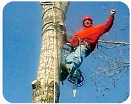 J & J Tree Services Image