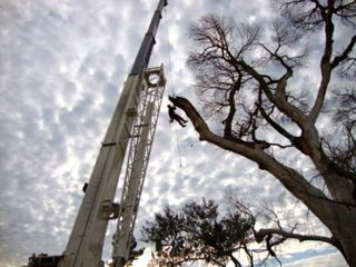 Tree Removal Service San Diego Logo