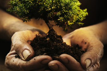 Arbor Pro Tree Experts Logo