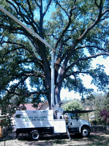 Ponderosa Tree Service Logo
