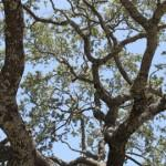 Mike's Tree Service Logo