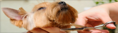 Howlistic Grooming Image