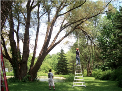 Environmental Tree Care Lakewood Logo