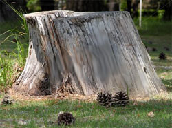 Nyzio Tree Stump Removal Logo