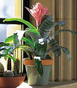 Garden Flowers &amp; Gifts Logo