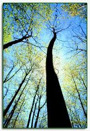 Tom's Tree Work Logo