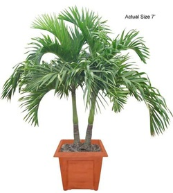 Island Wide Palm Trees Logo