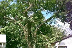 Parsons &amp; Son Tree Services LLC Logo