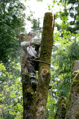 Premier Tree Service Logo