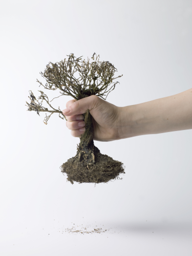 FreemanTree Service Logo