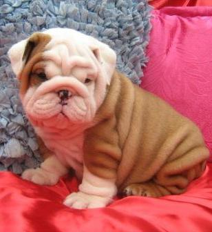 Beverly Hills Puppies Inc. Logo