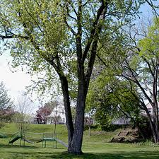 Lauber Tree Service Logo
