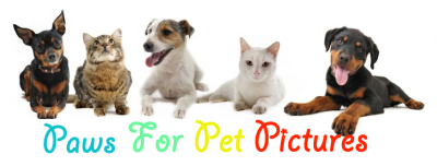 Paws For Pet Pictures Logo