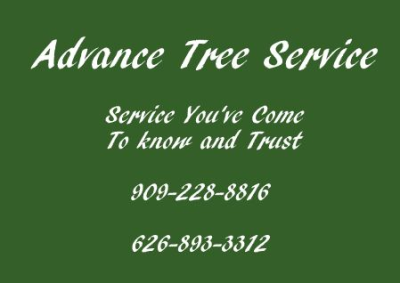 Advance Tree Advance Logo