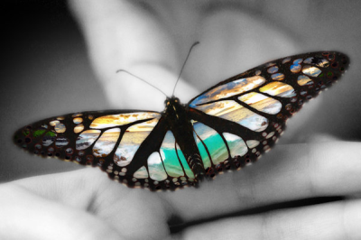 Maui Professional Photography Logo