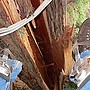 Allied Tree Svc Image