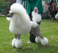 Bevan's Pet Center Image