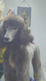 Bevan's Pet Center Image