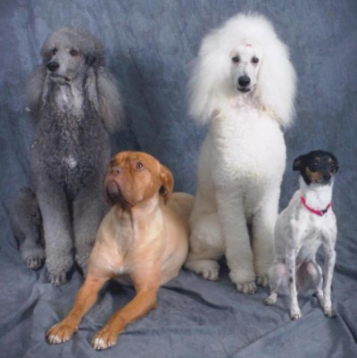 Bevan's Pet Center Logo