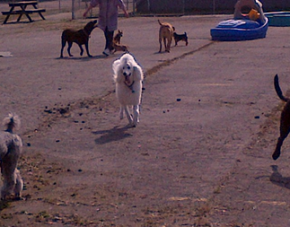 Bevan's Pet Center Image