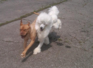 Bevan's Pet Center Image