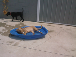 Bevan's Pet Center Image