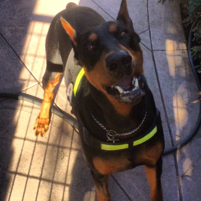 Cali K9 Oakland Logo