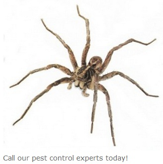 Pest Control of Norwalk Logo