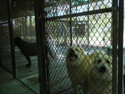 Pinewood Pet Camp Image