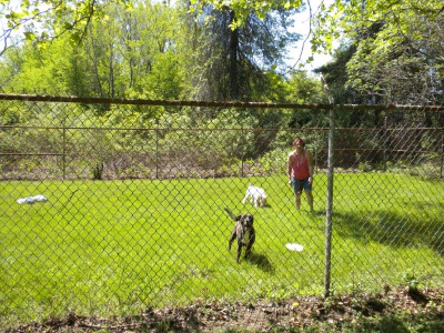 Pinewood Pet Camp Image