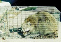 Critter Detectives Image