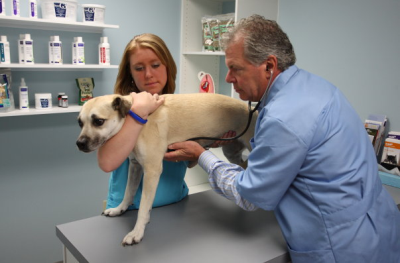 PetCare Animal Hospital Logo