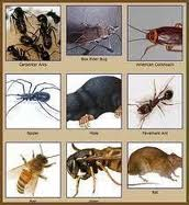 Northern Nevada Pest Control Image