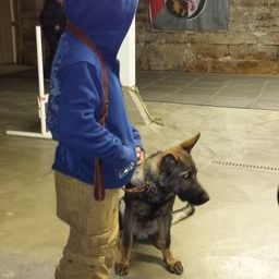Zuchttechnik K9 Image