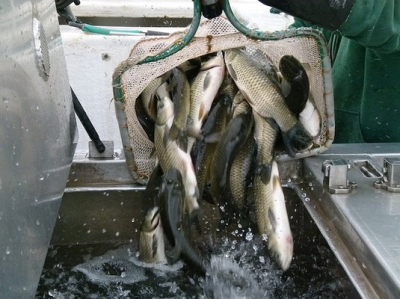 Platinum Lake Management Image