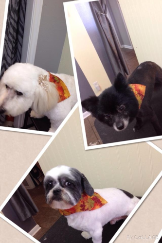 Heathers Grooming Salon Logo