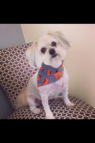 Heathers Grooming Salon Image